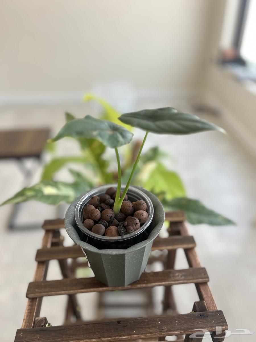 نباتات داخلية منزلية مميزة64517677098883110