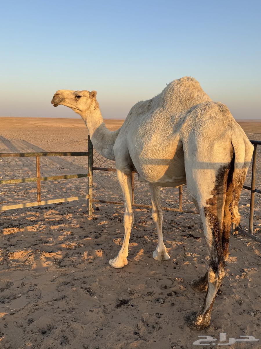 ناقه وضحا للبيع64517248427138112