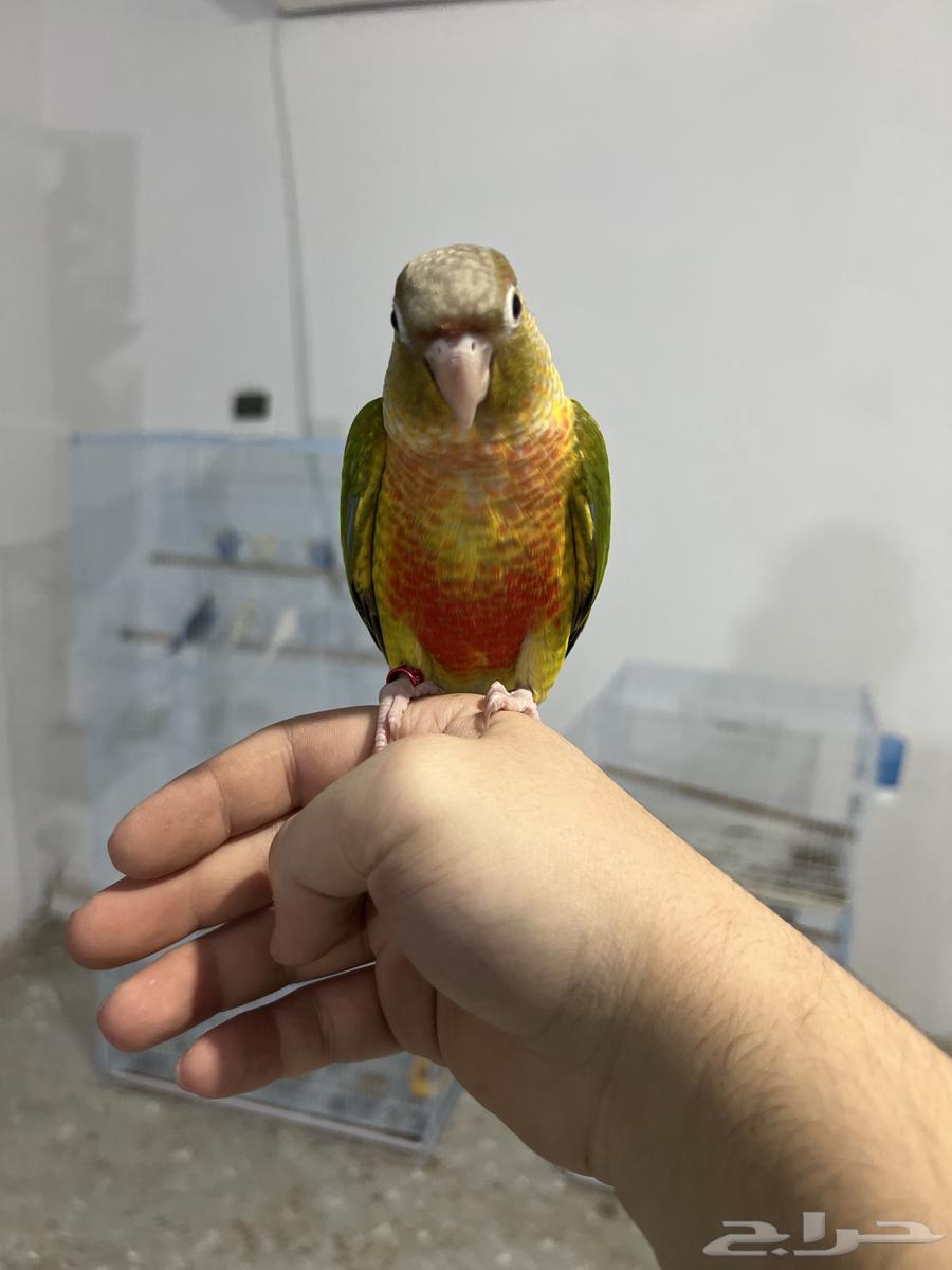 كنيور اليف وهدد-تم البيع64511015267073110