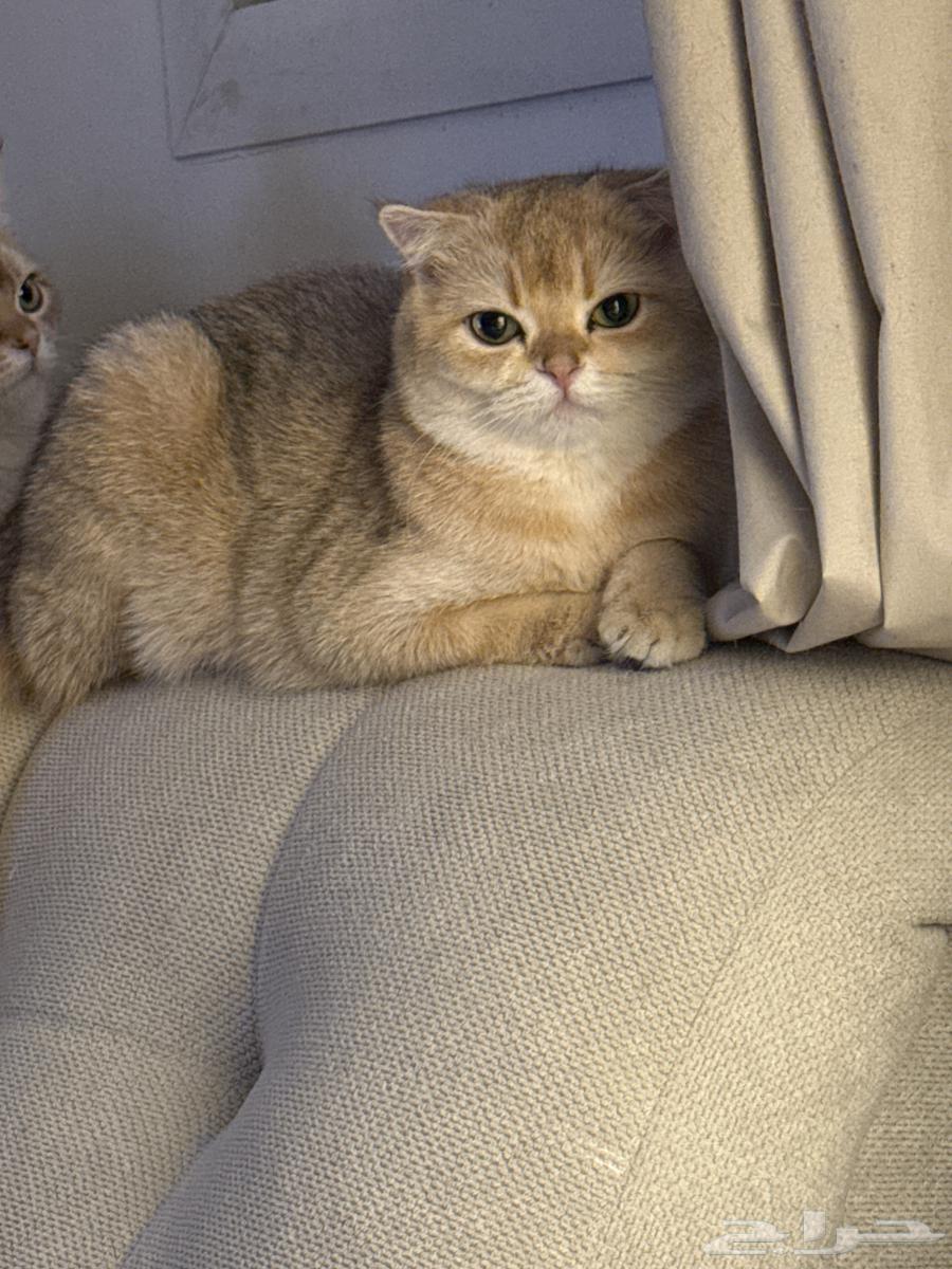 سكوتش انثى فولد NY12 للبيع64511801325058113