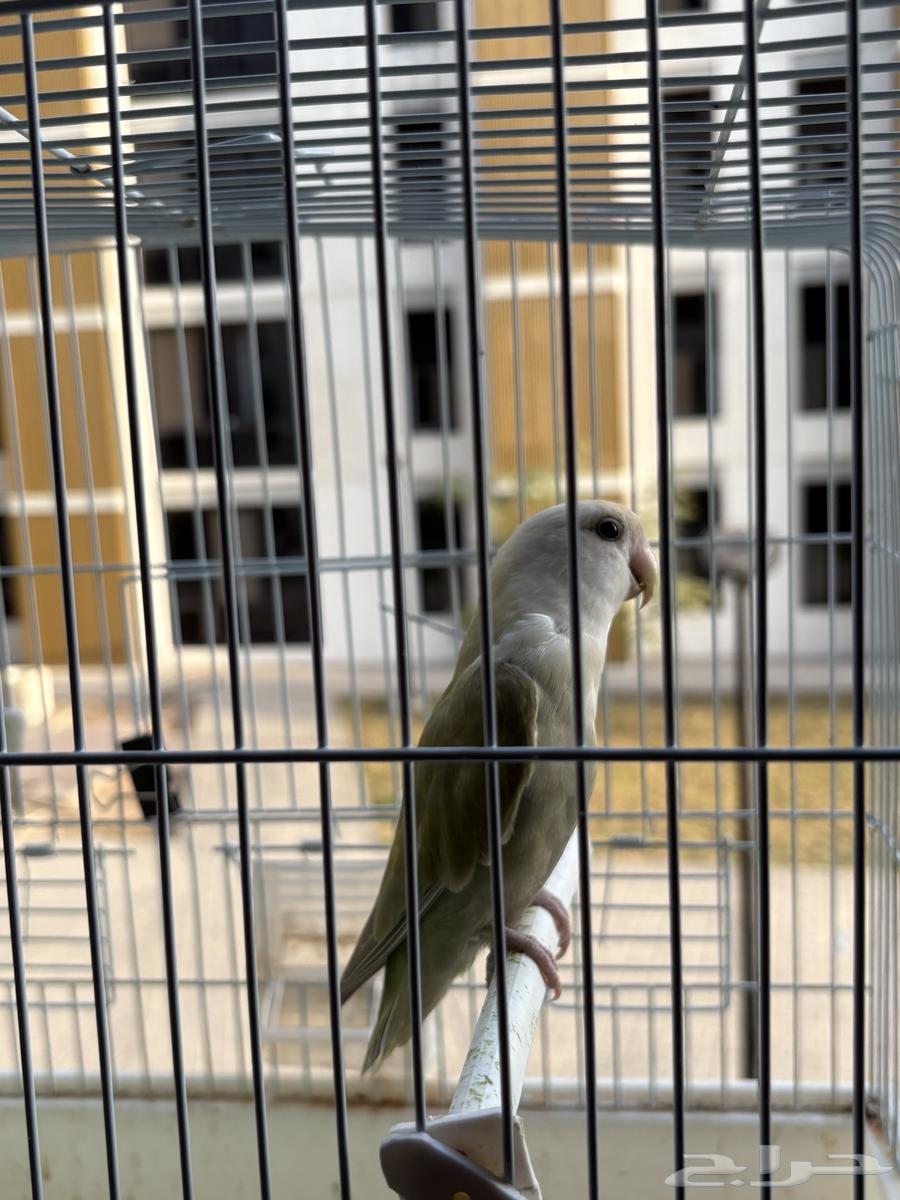 طير روز آليف64513527444482110