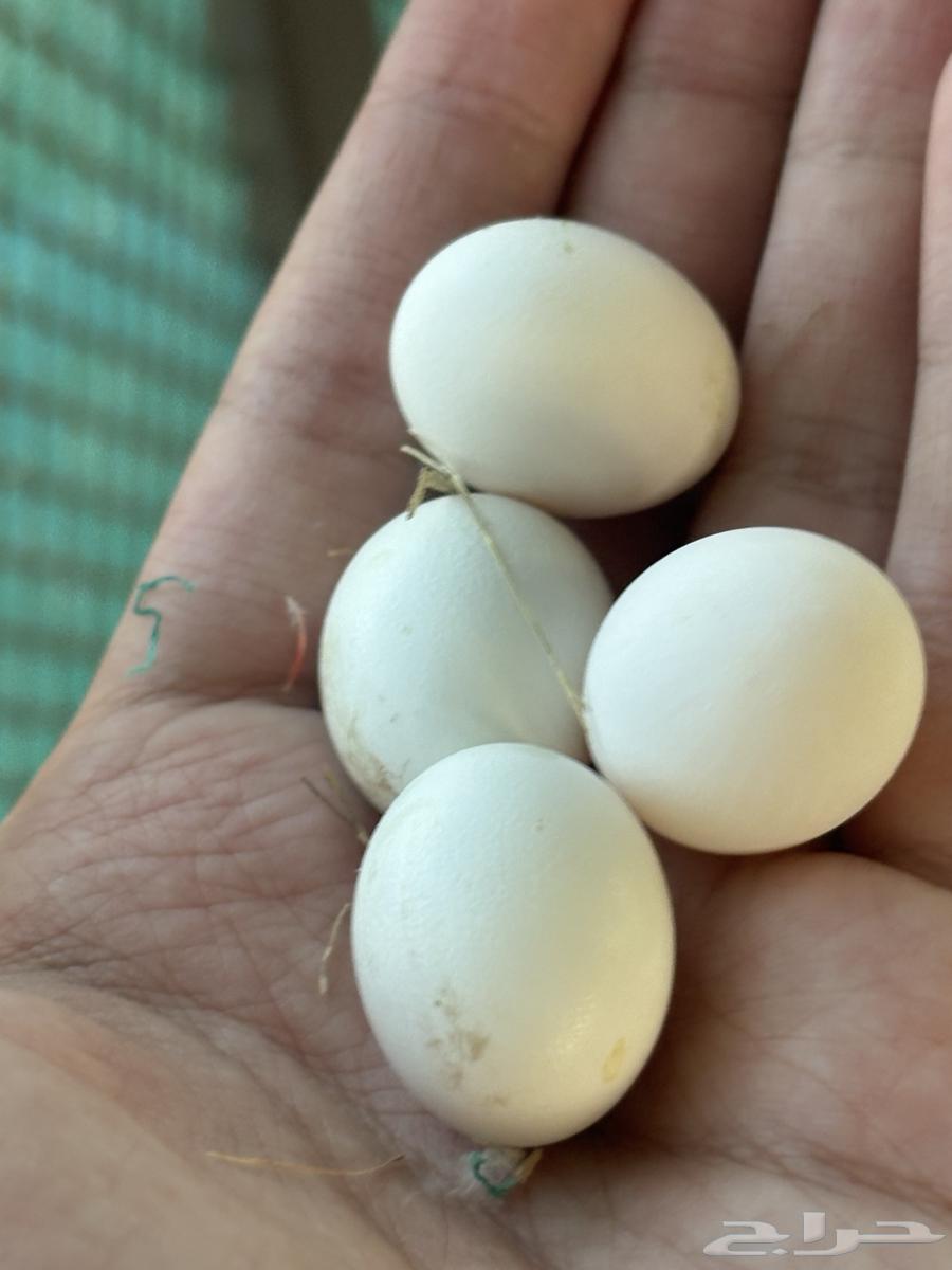 جوز روز منتج علا الشرط64516739651457114