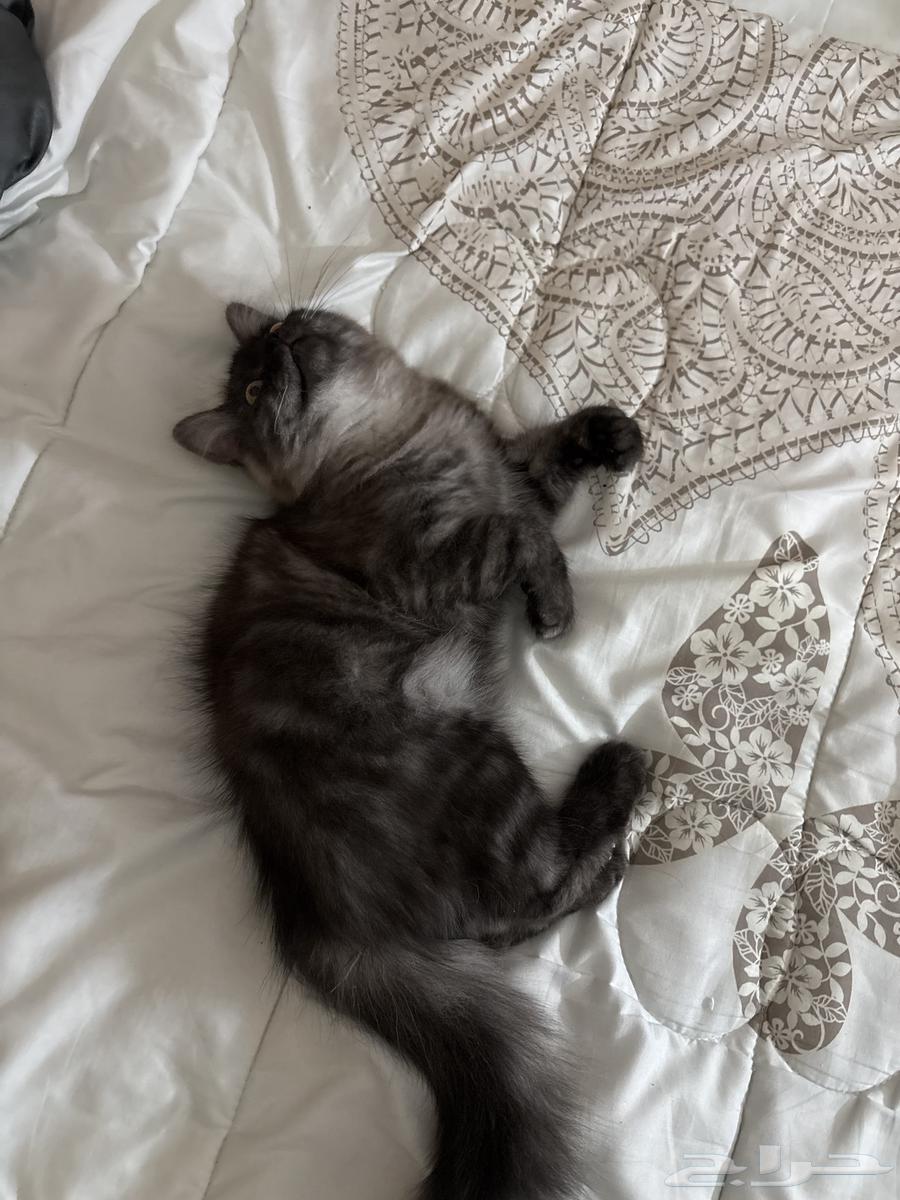 قط ذكر للبيع64514334269187110