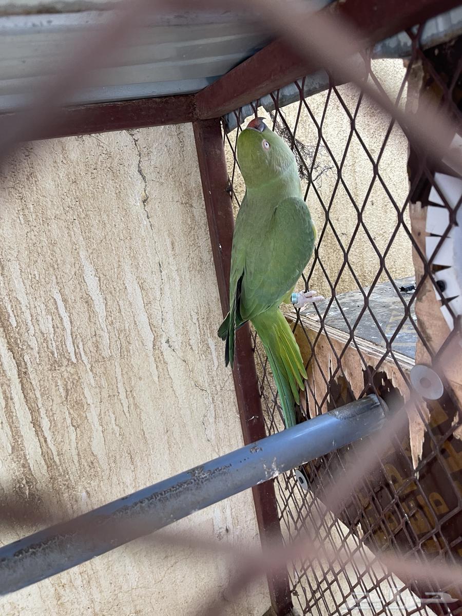 زوج ببغاء دره64514044821123110