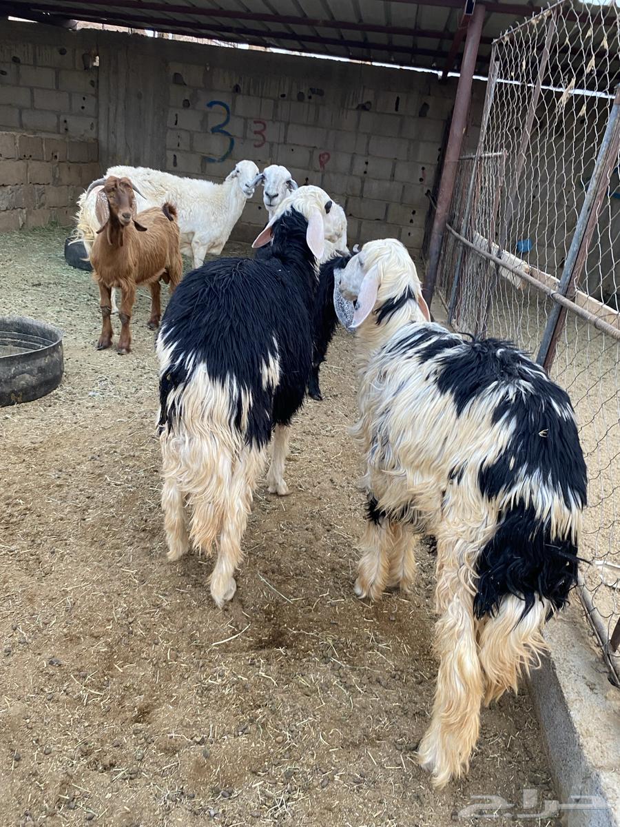 تيوس وخرفان للبيع64516310895491110