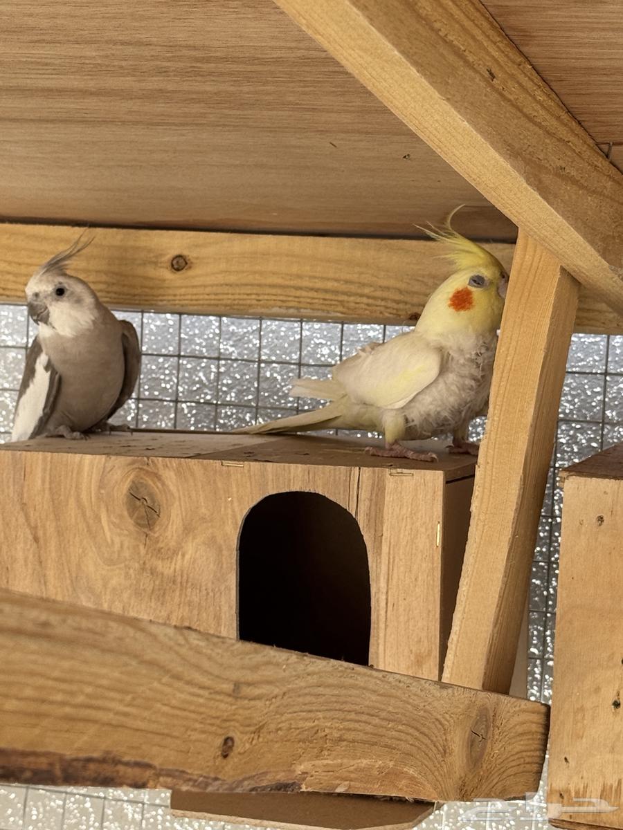 Crowan Birds Condition64515709590913111