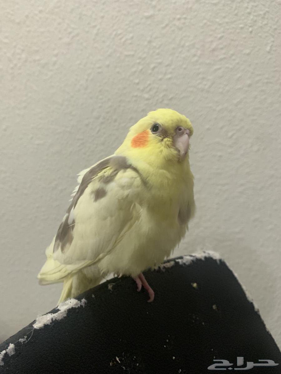 كوكتيل مفقود في رابغ64512259795202110