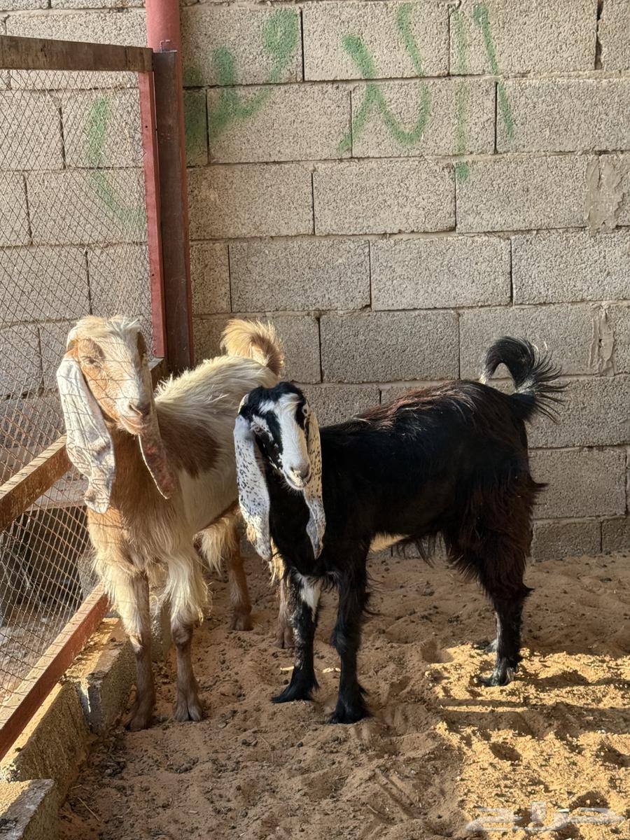 عنز سدس وبنتها جذعة مضااريع64515318837506110