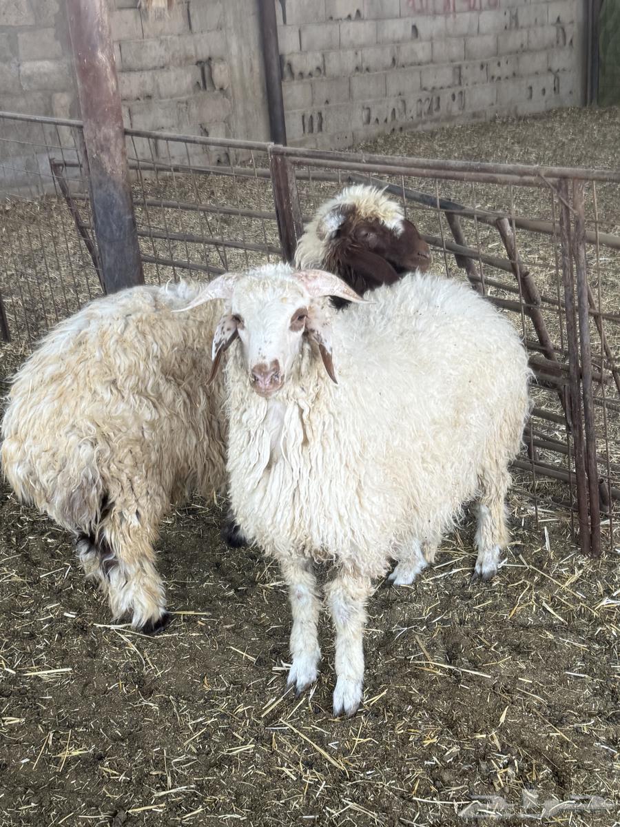 للبيع خرفان نعيم ظهورها فل64514706350083111