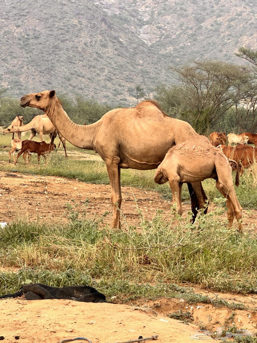 للبيع64518662220674111