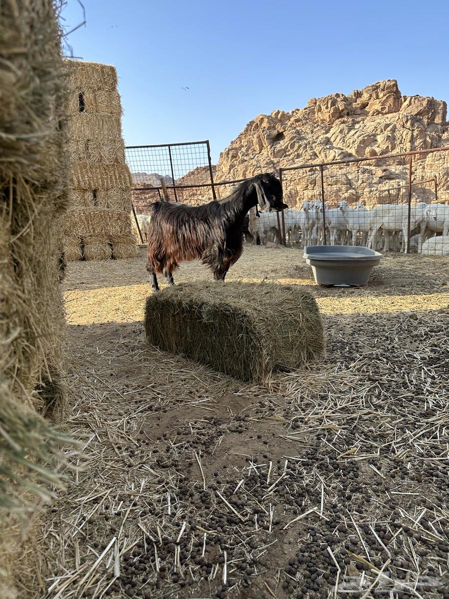 تيس فحل مهجن عارضي وسوري64516582700161110