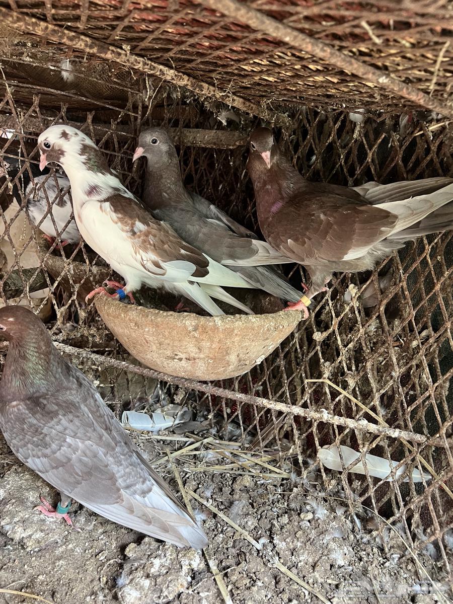 Qatayef Bath64512996803201110