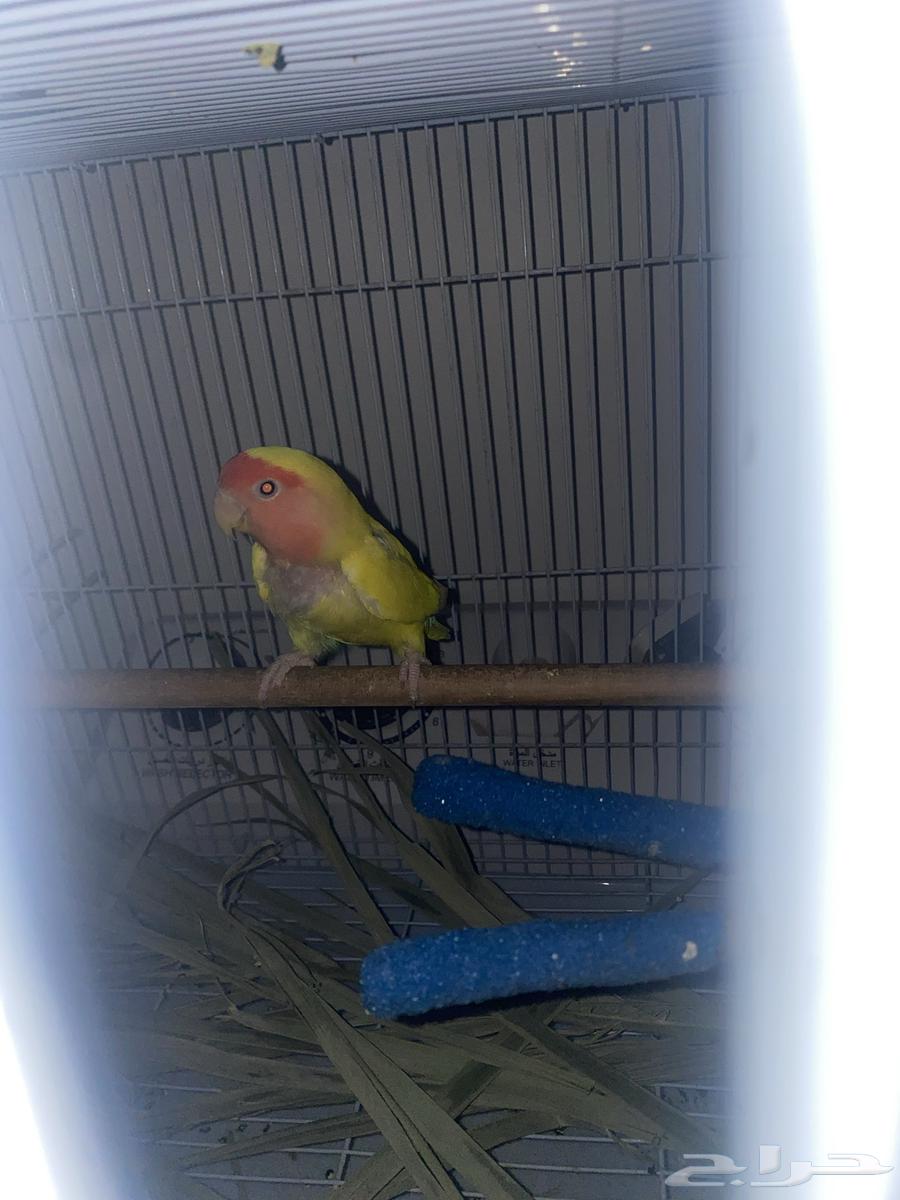 زوج روز لاتينو جاهز للأنتاج64515234902785112