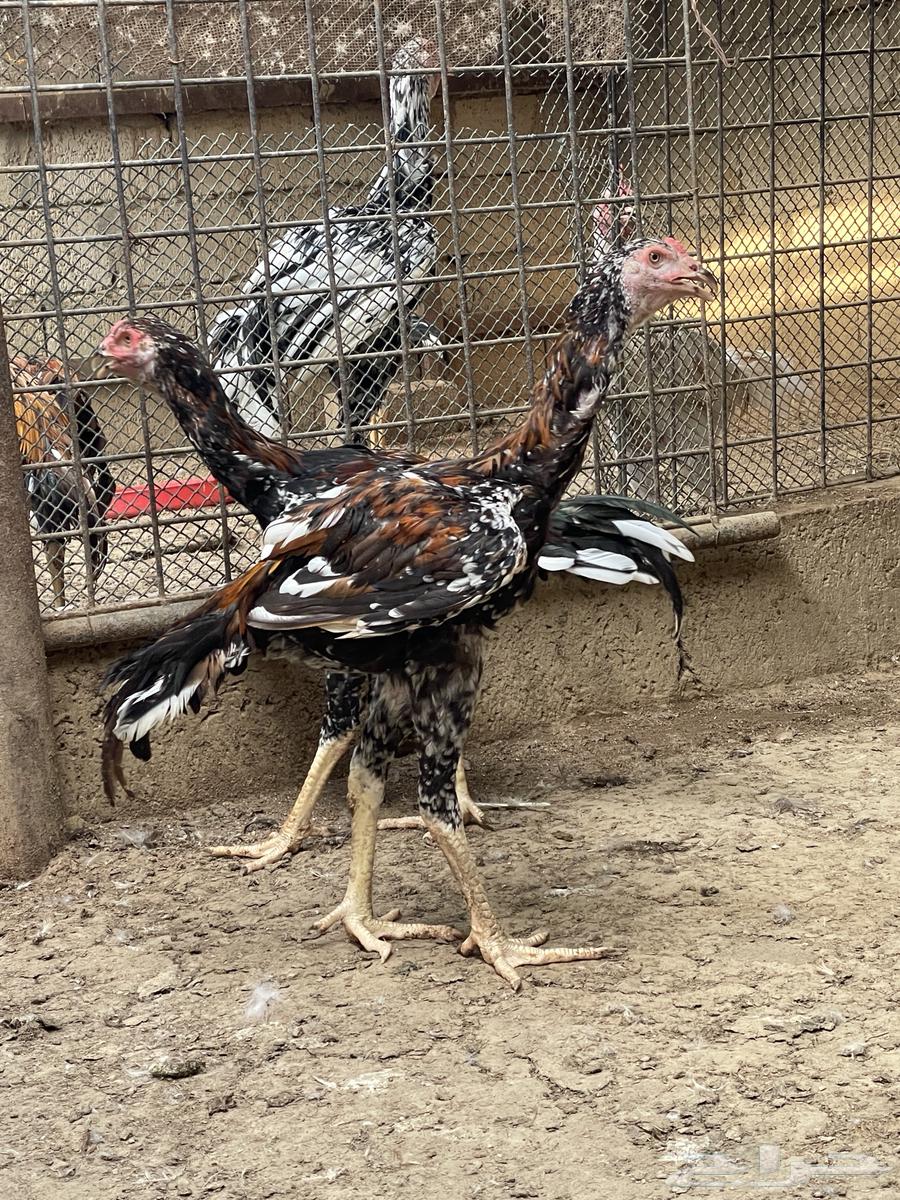 للبيع ديوك سندي64518479671298113