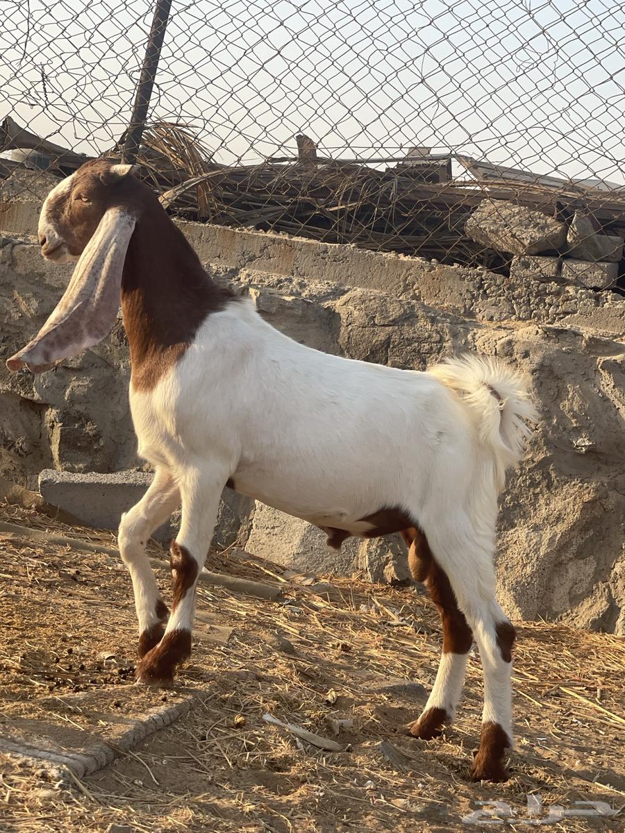 مشروع فحل تيس هولندي64517248343683110