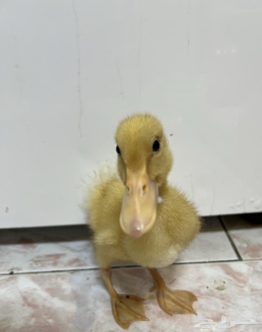 للبيع بط بكيني64512860196227112