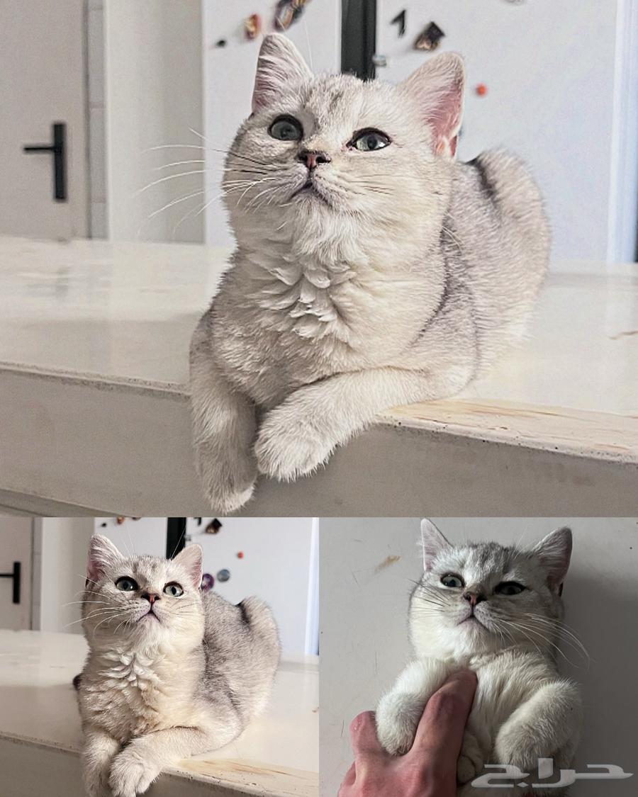 تم البيع Scottish Fold سكوتش فولد64512622985346110