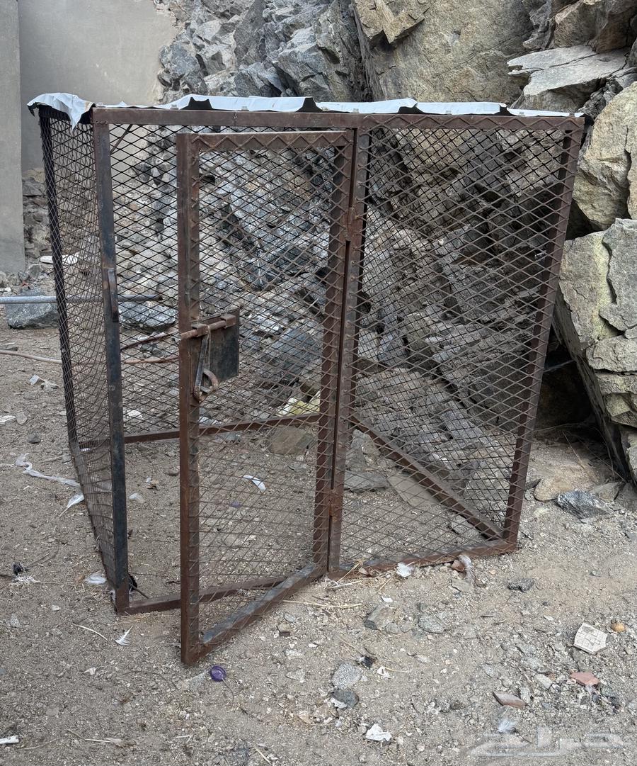 دجاج بلدي64515864069121110