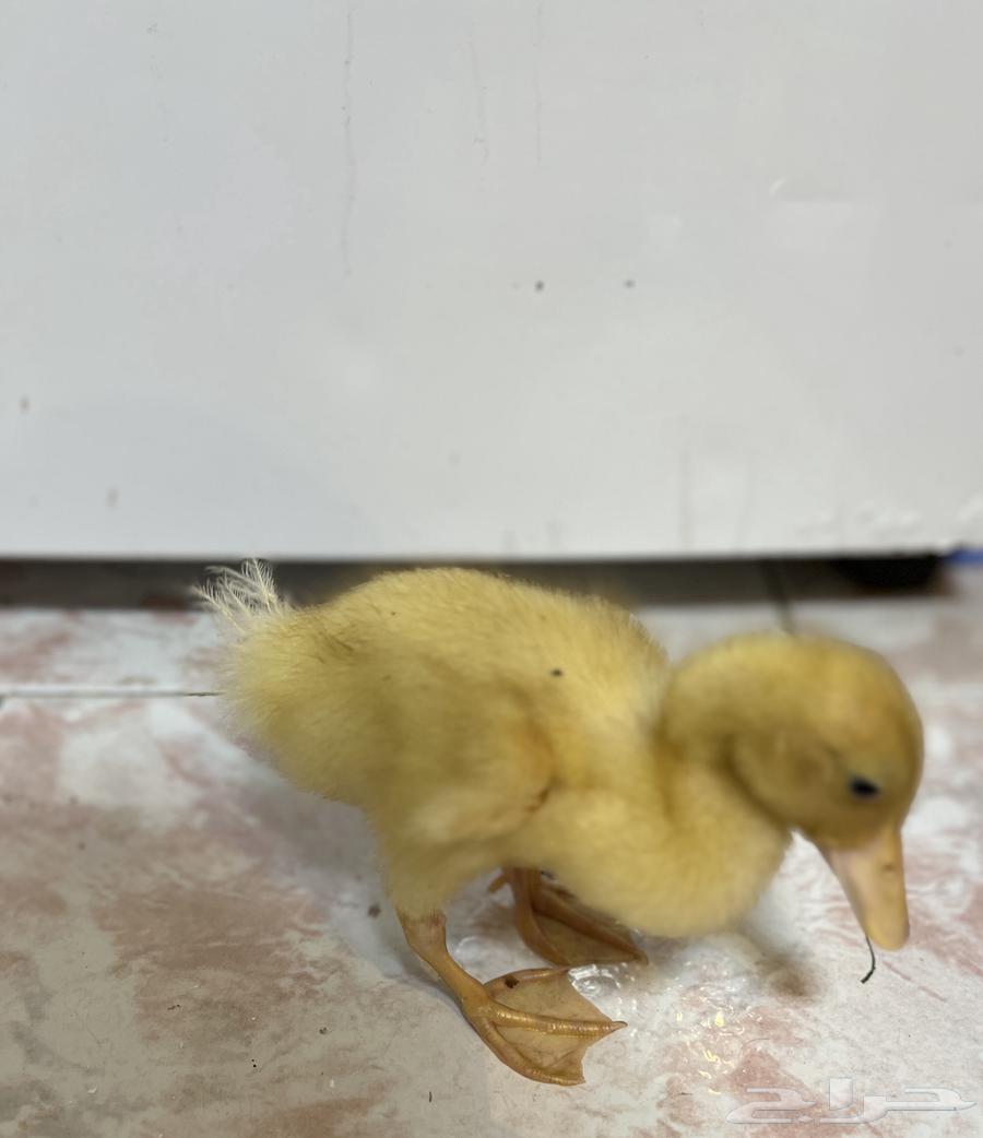 للبيع بط بكيني64512860196227114