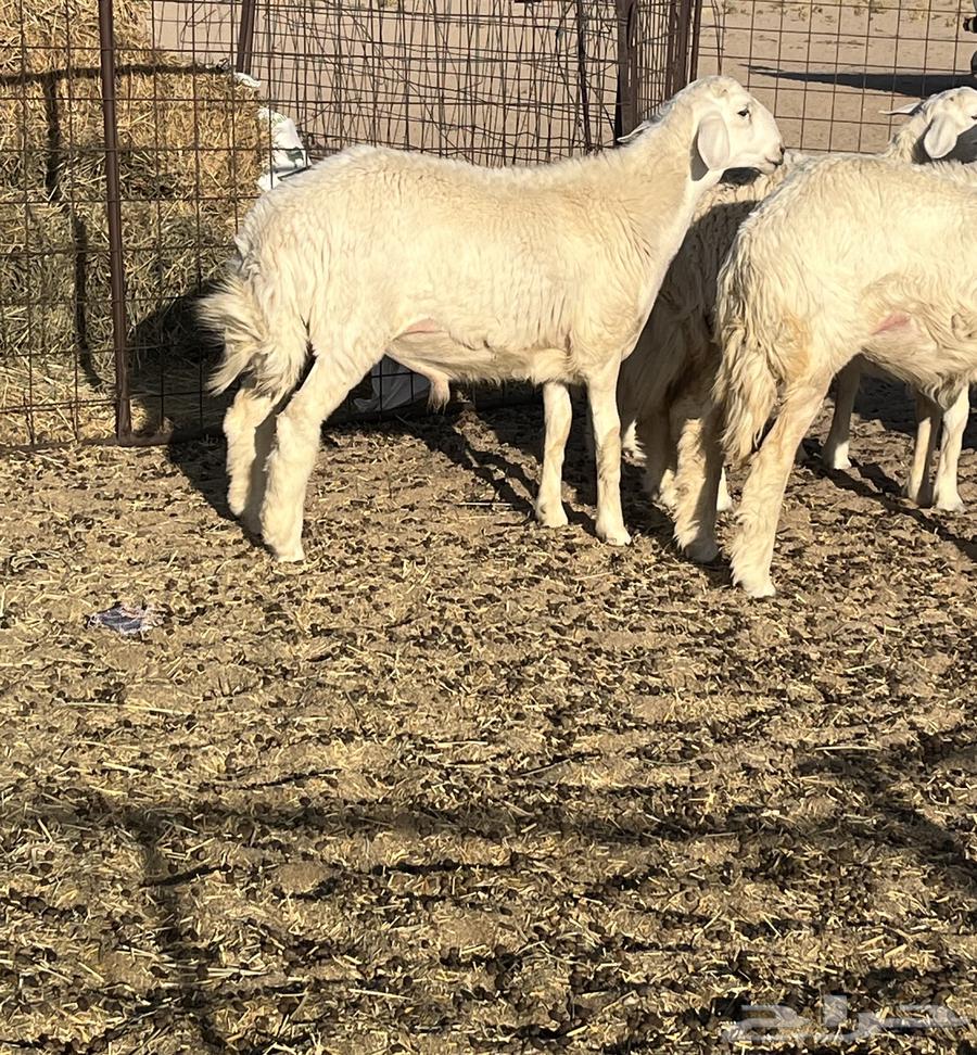 للبيع طلي حري64515305063555110