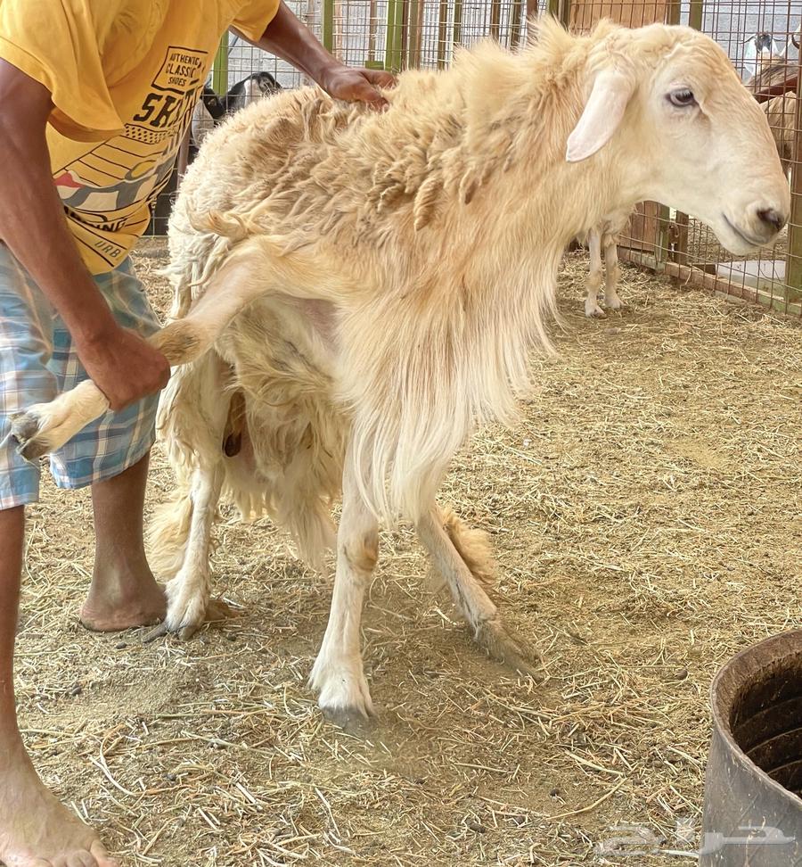 Stallion for sale, conditioned, one year old, front teeth have fallen out64513410494209112