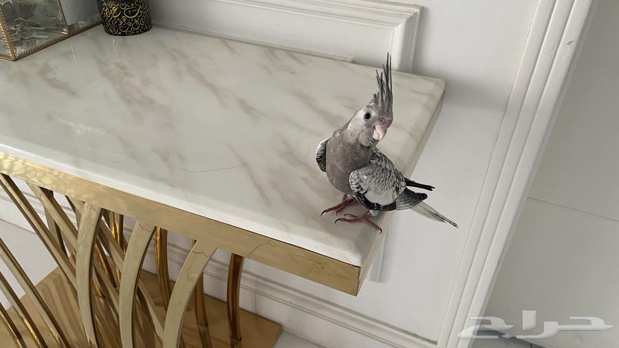 Dutch Canary, gentle and singing, similar64512344127363110