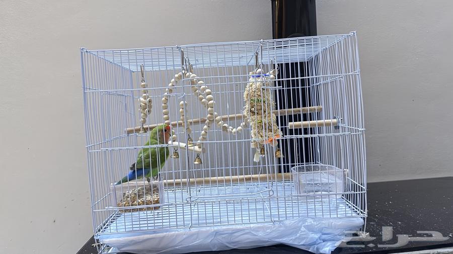 عصفور روز اليف64516367867395110