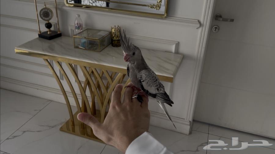 Dutch Canary, gentle and singing, similar64512344127363111