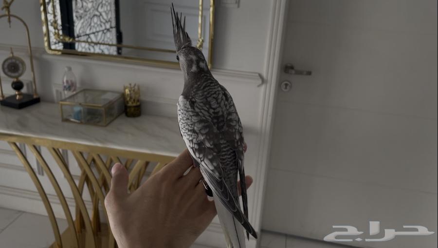 Dutch Canary, gentle and singing, similar64512344127363112