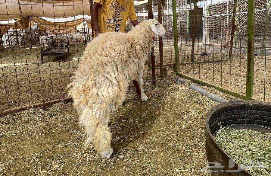 Stallion for sale, conditioned, one year old, front teeth have fallen out64513410494209113