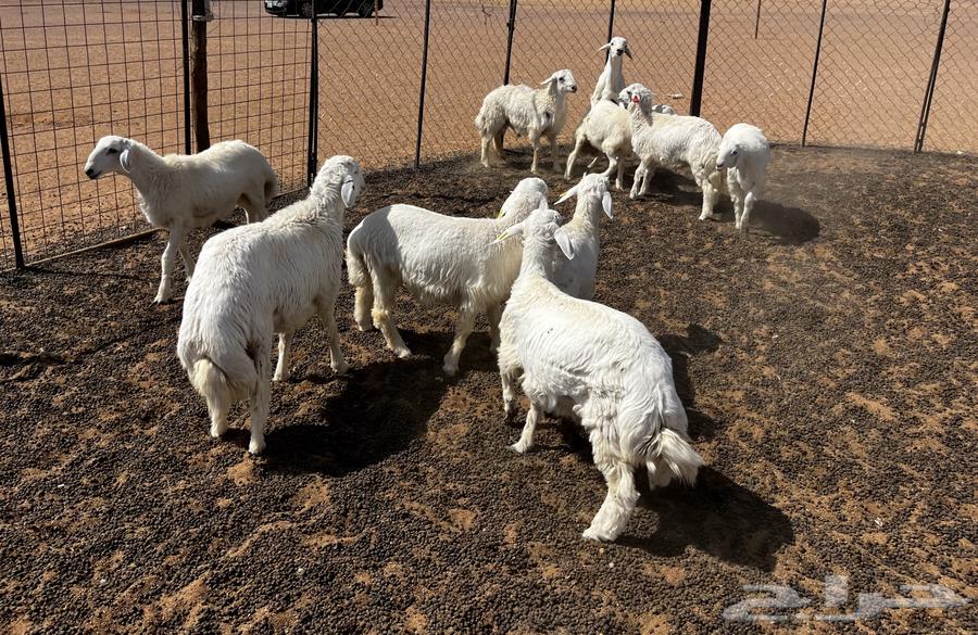 تم البيع الله يبارك لشاري64518605453826110