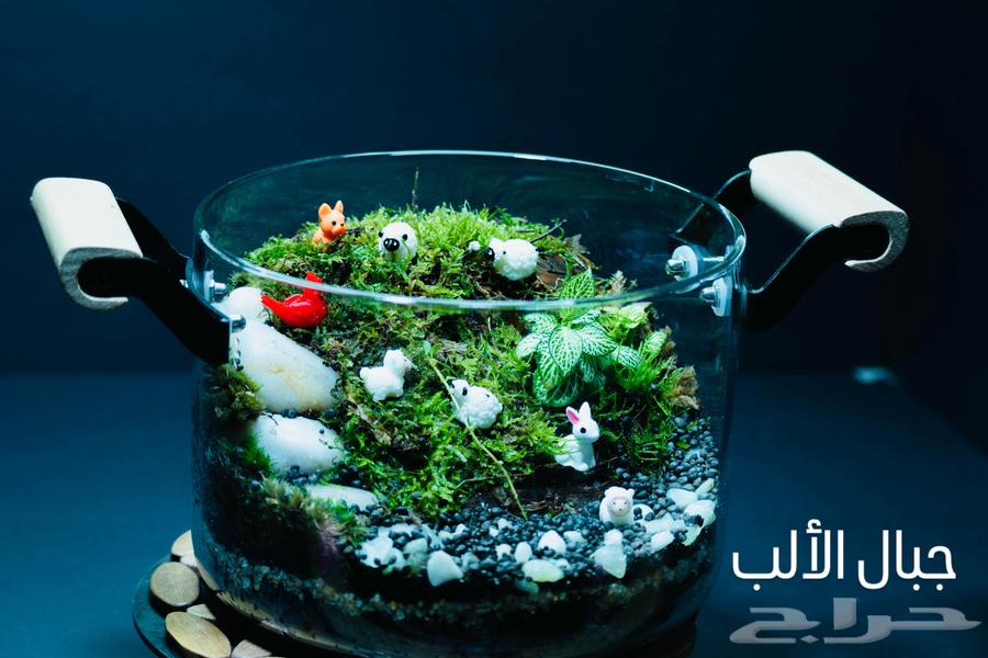 حوض تيراريوم قطعة ديكور مميزة للمطبخ و اضافة لمسه طبيعية64516687936387111