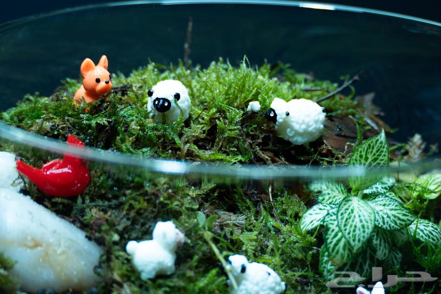 حوض تيراريوم قطعة ديكور مميزة للمطبخ و اضافة لمسه طبيعية64516687936387113