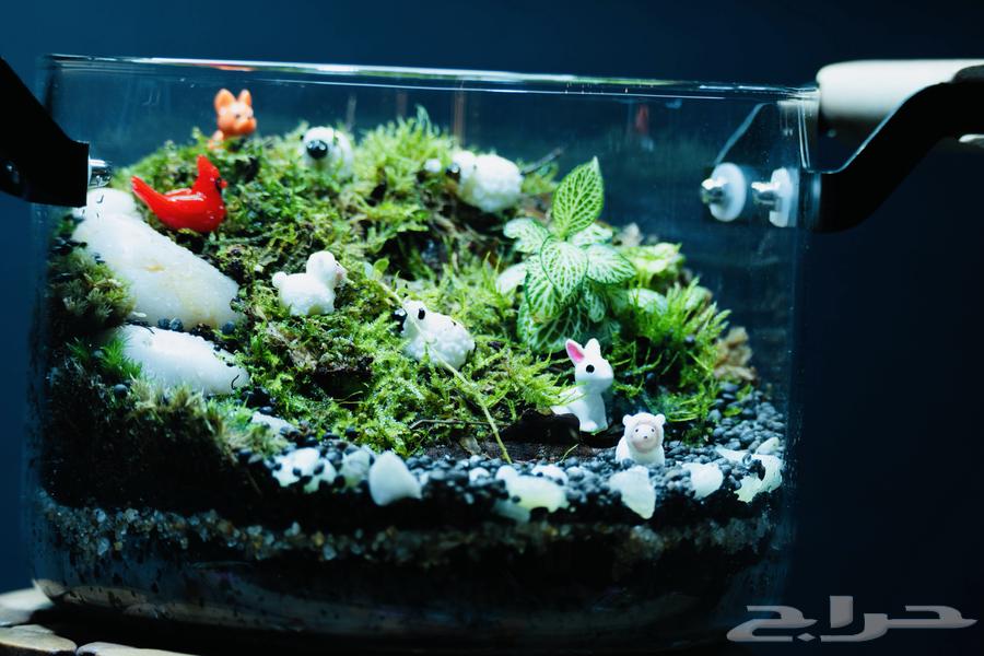 حوض تيراريوم قطعة ديكور مميزة للمطبخ و اضافة لمسه طبيعية64516687936387112