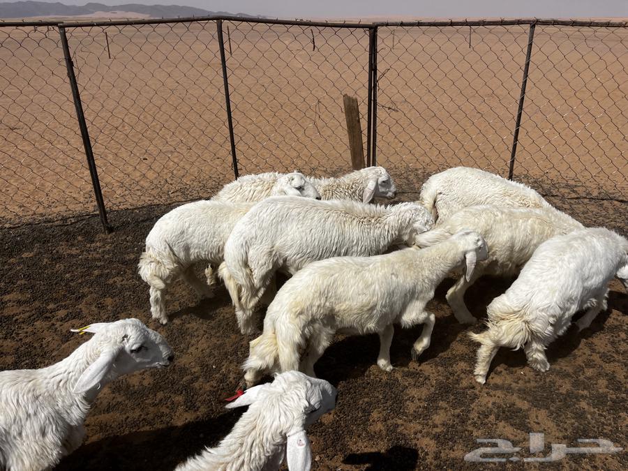 تم البيع الله يبارك لشاري64518605453826111