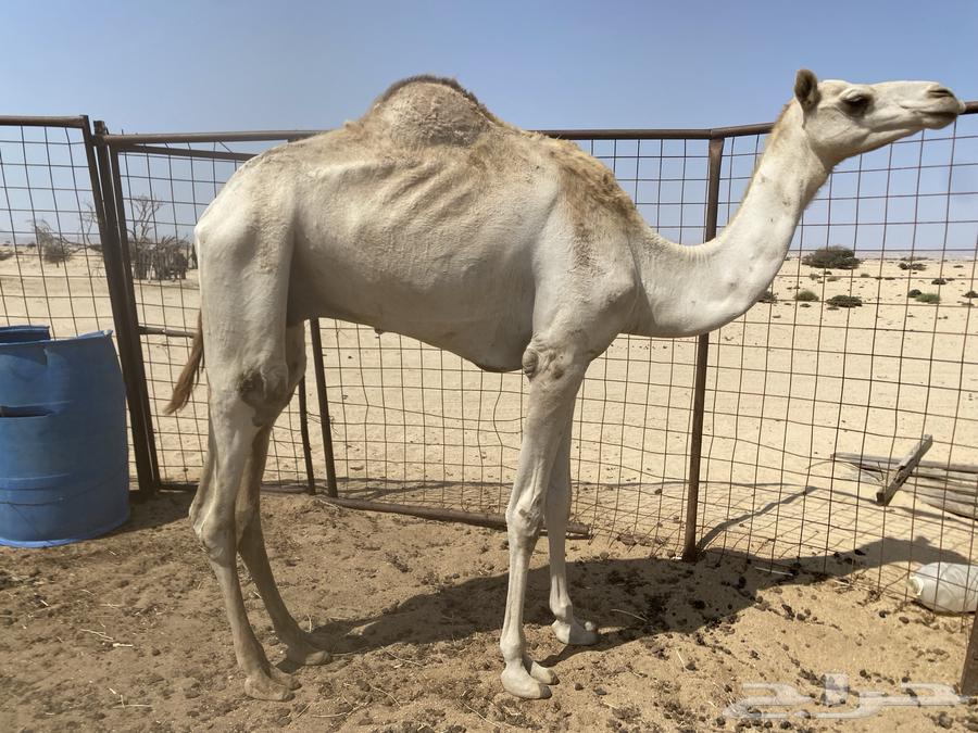 للبيع ركبي64517062628226110