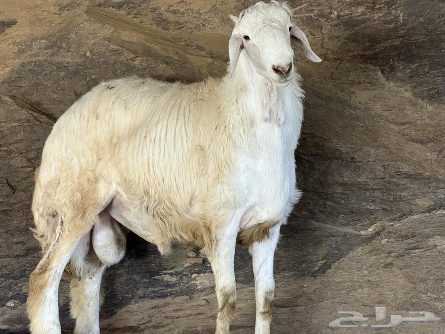 ذبائح طليان حري ة نظيفة (عدد 7)64513645389570110