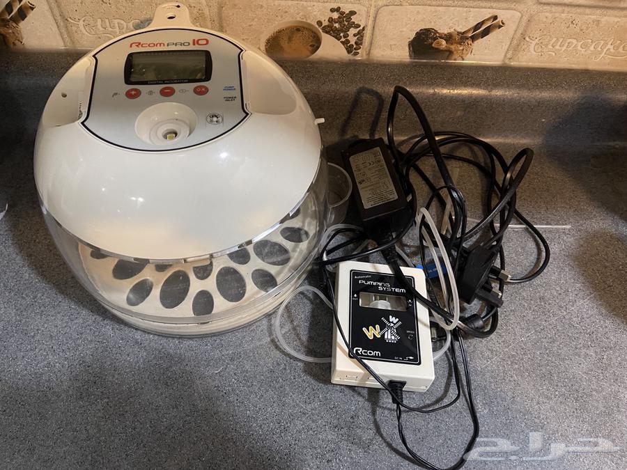 Incubator with parrots64513894223746110