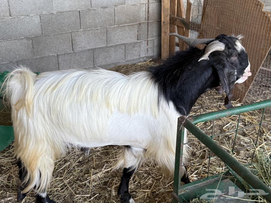 Male goat, stud, occasional64512566748163114