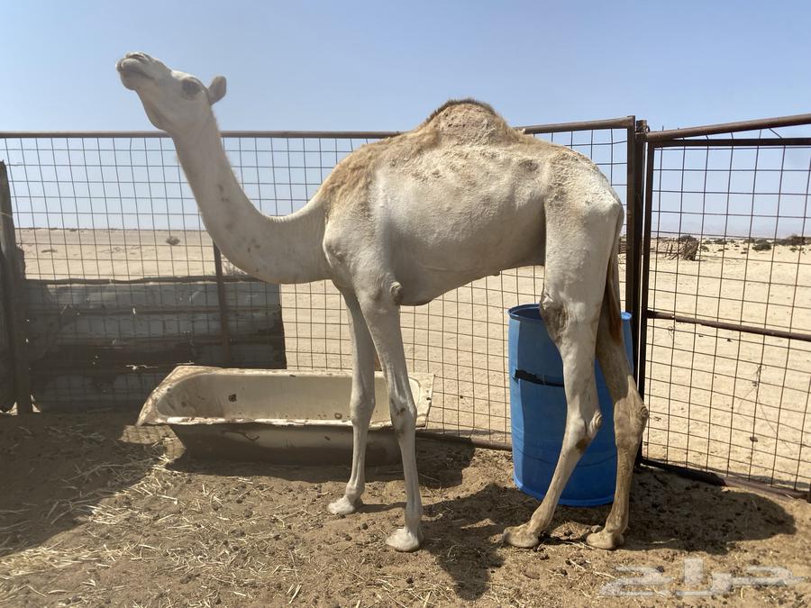 للبيع ركبي64517062628226111