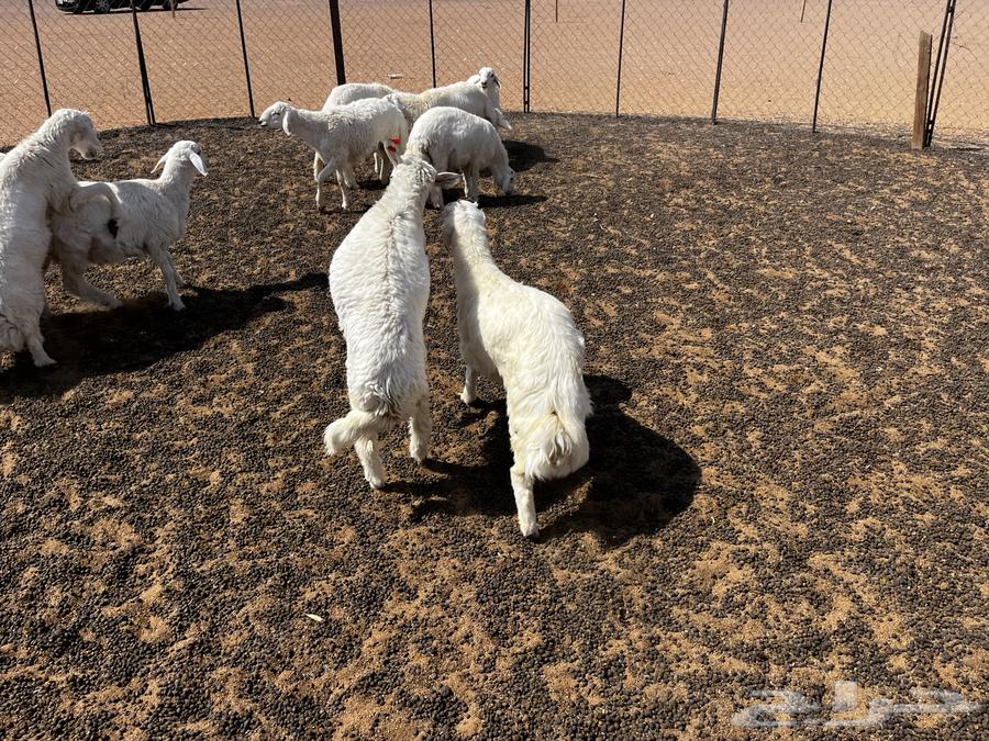 تم البيع الله يبارك لشاري64518605453826113