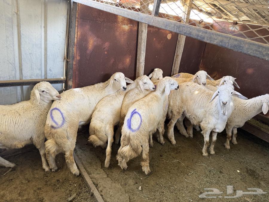 ذبائح طليان حري ة نظيفة (عدد 7)64513645389570111