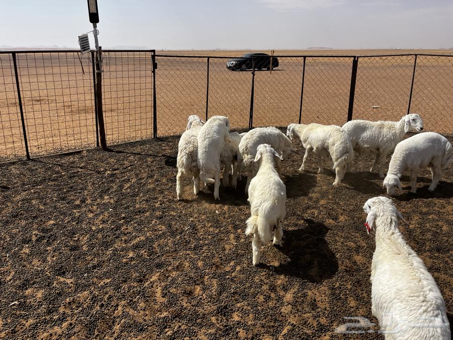 تم البيع الله يبارك لشاري64518605453826112