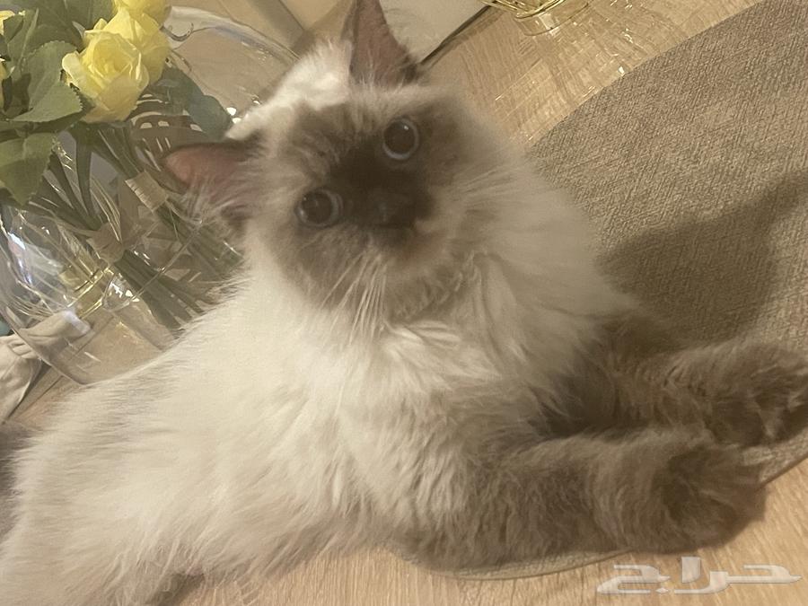 قطه للبيع انثي هملاي64514155380611110