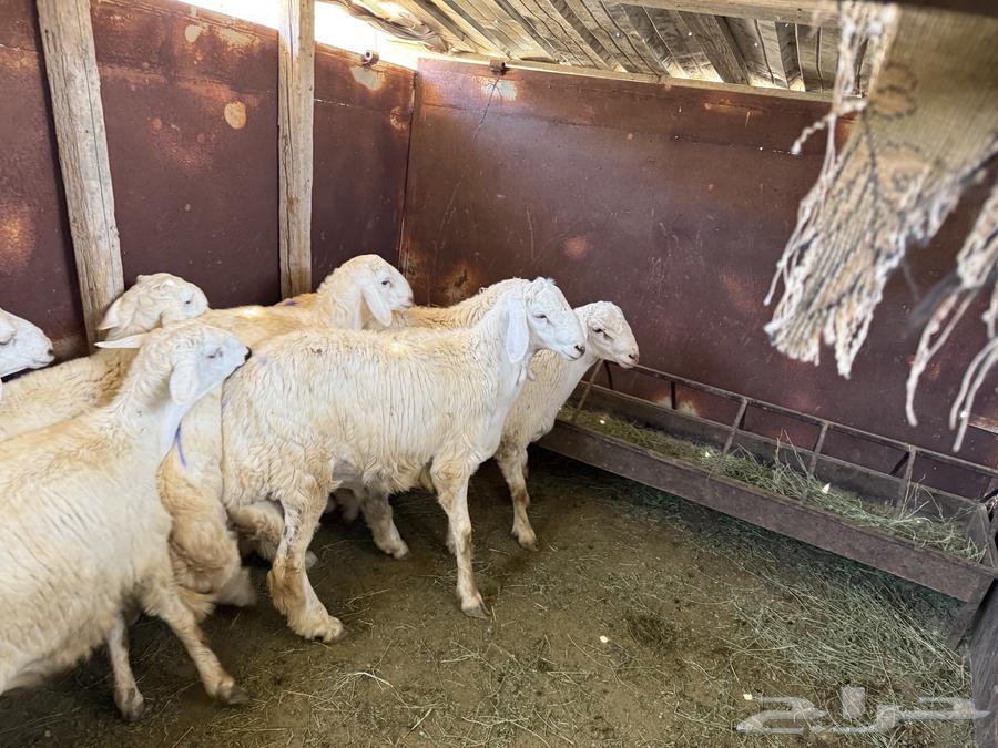 ذبائح طليان حري ة نظيفة (عدد 7)64513645389570112