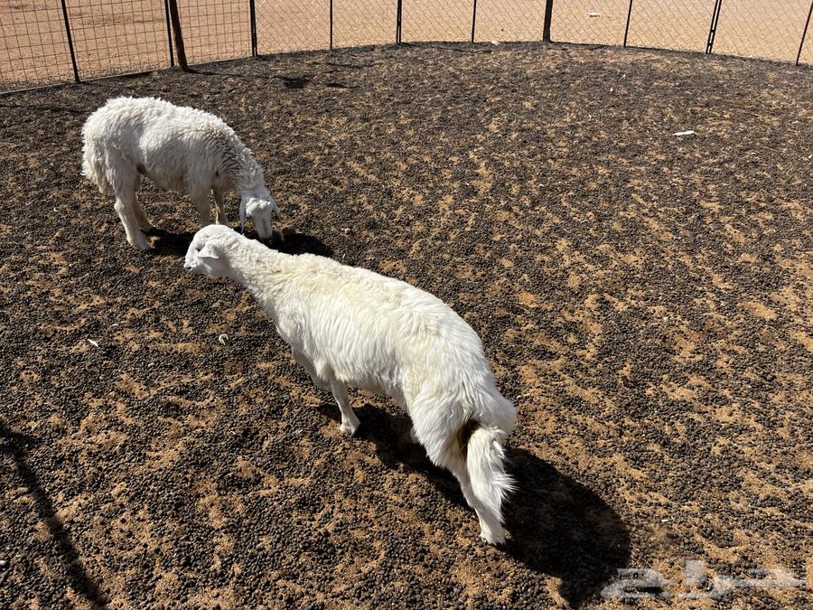 تم البيع الله يبارك لشاري64518605453826114