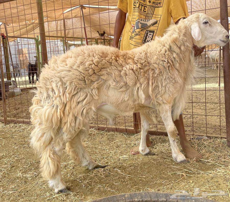 Stallion for sale, conditioned, one year old, front teeth have fallen out64513410494209110