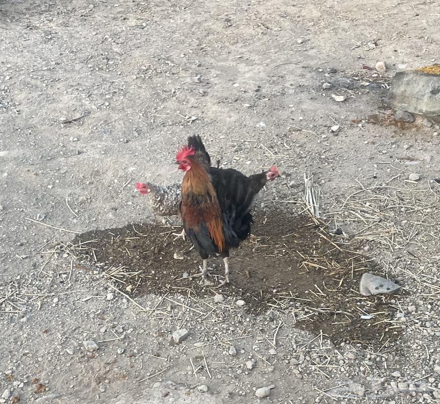 ديك ودجاج للبيع64515528714499110