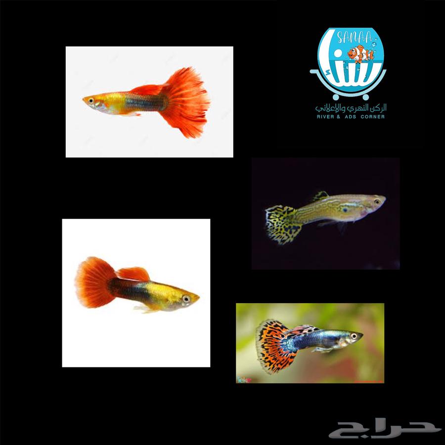 Assorted River Fish64511029435907112