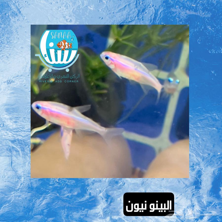 Assorted River Fish64511029435907111